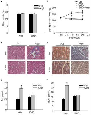 SGK1-FoxO1 Signaling Pathway Mediates Th17/Treg Imbalance and Target Organ Inflammation in Angiotensin II-Induced Hypertension